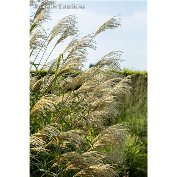 GIANT CHINESE SILVER GRASS GIGANTEUS 2G