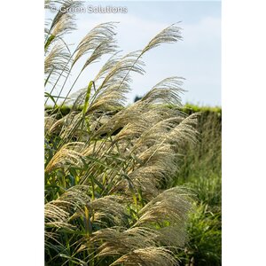 GIANT CHINESE SILVER GRASS GIGANTEUS 2G