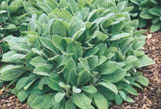 GIANT LAMBS EAR HELENE VON STEIN 1G