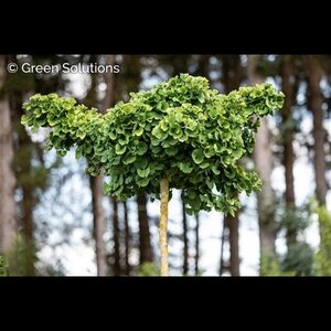 GINKGO TROLL STD 120CM