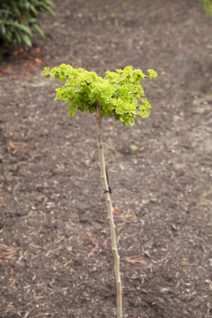 GINKGO BILOBA 225 CM  - image 5