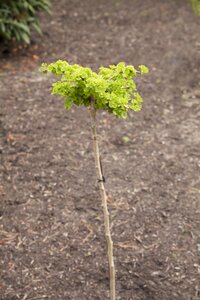 GINKGO BILOBA 225 CM  - image 5