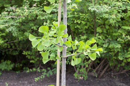 GINKGO BILOBA 225 CM  - image 2