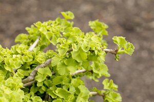 GINKGO BILOBA MAIDENHAIR TREE 200 CM  - image 4