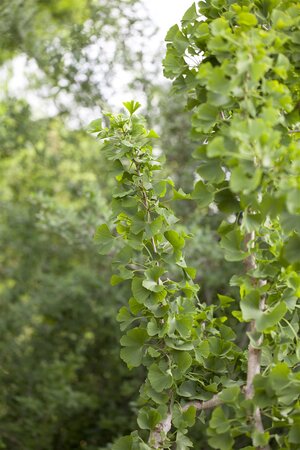 GINKGO BILOBA (maidenhair tree)45 MM.  - image 1