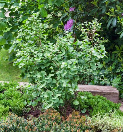 GINKGO BILOBA (maidenhair tree)45 MM.  - image 3