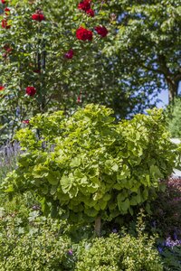 GINKGO BILOBA 'MARIKEN'  - image 1
