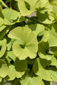 GINKGO BILOBA 'MARIKEN'  - image 2