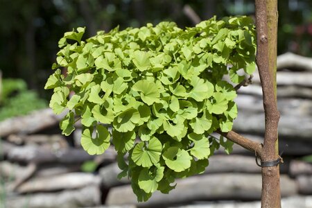 GINKGO BILOBA 'MARIKEN'  - image 3