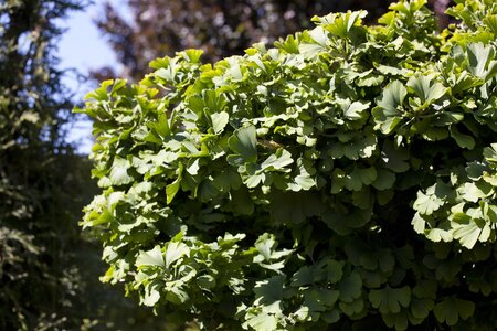 GINKGO BILOBA 'MARIKEN'  - image 4