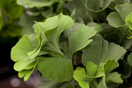 GINKGO BILOBA 'MARIKEN'  - image 5