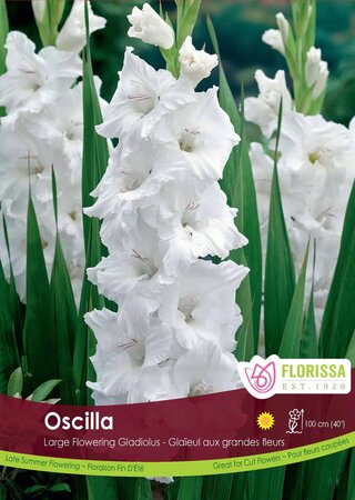 GLAD OSCILLA 8 PKG