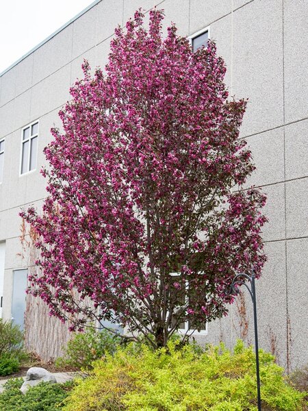 GLADIATOR CRABAPPLE 125CM