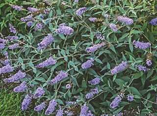 GLASS SLIPPERS BUTERFLY BUSH 2 G 20CM