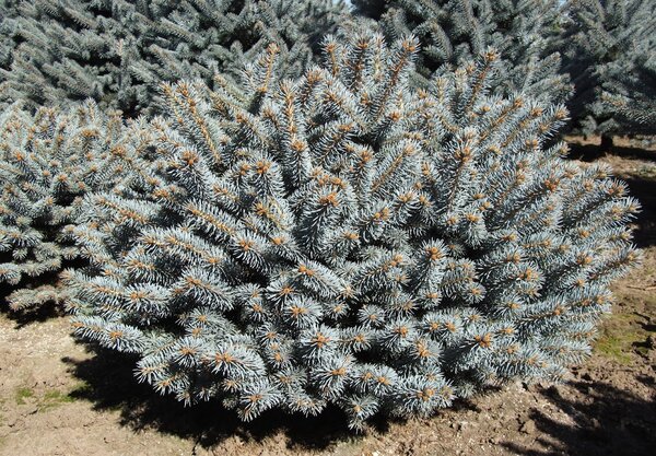 GLOBE BLUE SPRUCE 30 CM