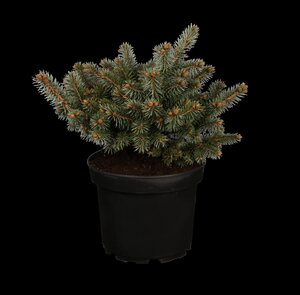 GLOBE BLUE SPRUCE 50 CM
