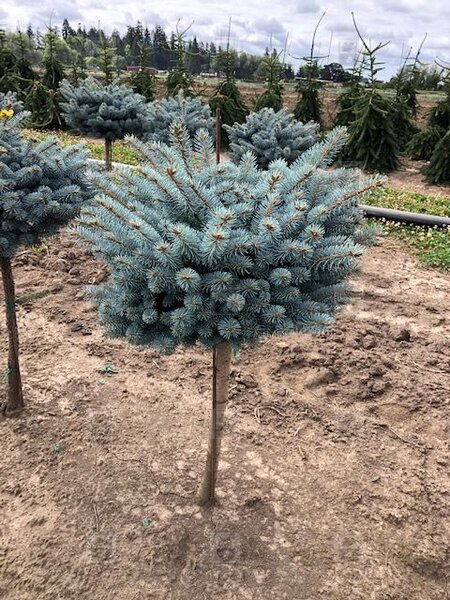 GLOBE BLUE SPRUCE 80CM STD