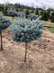 GLOBE BLUE SPRUCE 80CM STD