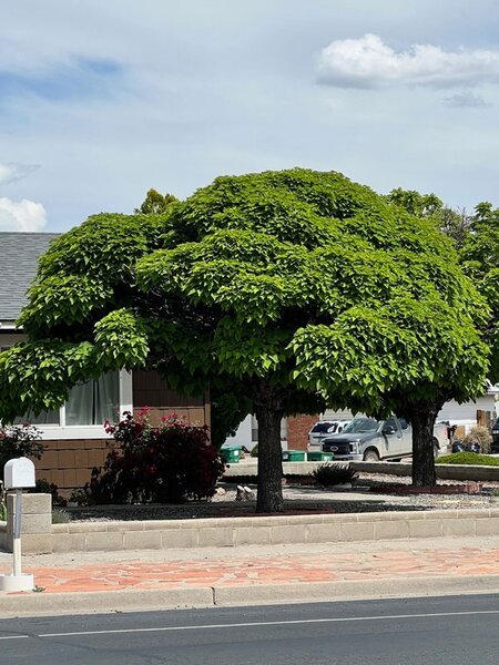 GLOBE CATALPA 150 CM