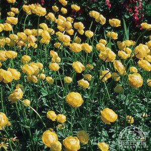 GLOBE FLOWER GOLDEN QUEEN 1G