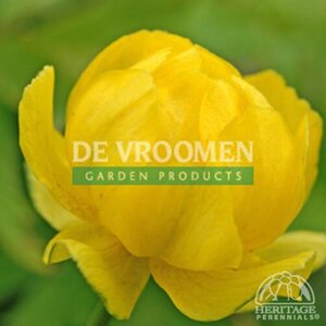 GLOBE FLOWER LEMON QUEEN 1G