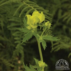 GLOBE FLOWER LEMON SUPREME 1G