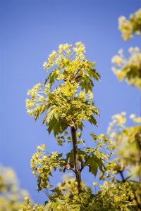 GLOBE MAPLE 175 CM STEM STD  - image 3