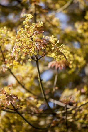 GLOBE MAPLE 175 CM STEM STD  - image 4