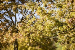 GLOBE MAPLE 175 CM STEM STD  - image 5