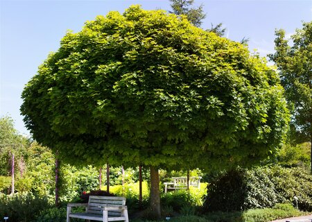 GLOBE MAPLE 175 CM STEM STD  - image 1