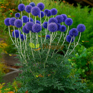 GLOBE THISTLE 1G