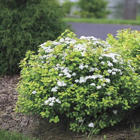 GLOW GIRL SPIREA 20CM