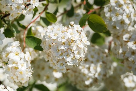 GLOW GIRL SPIREA 30CM - image 1