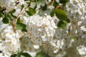 GLOW GIRL SPIREA 30CM - image 2