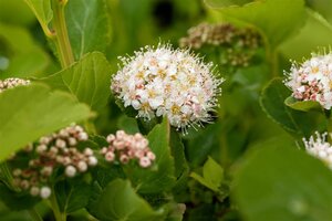 GLOW GIRL SPIREA 30CM - image 2