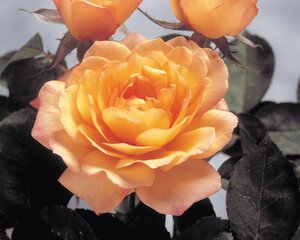 GLOWEING PEACE ROSE 2 GAL