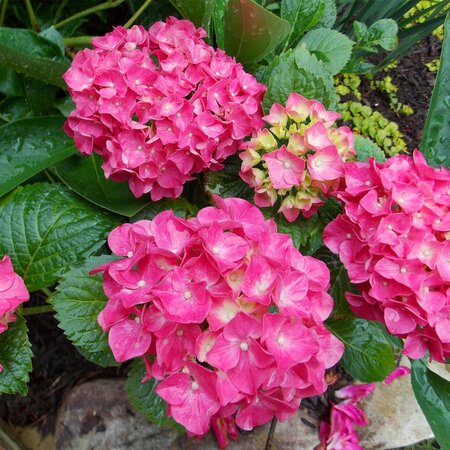 GLOWING EMBERS HYDRANGEA 30 CM