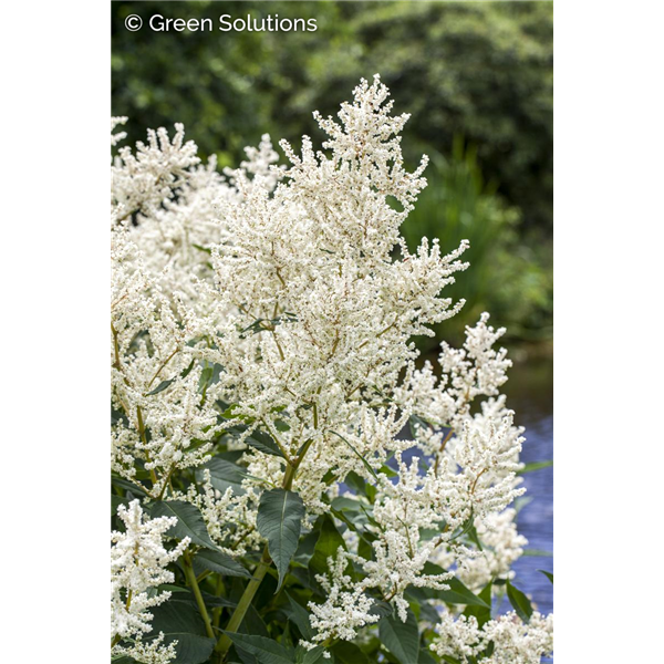 GOAT'S BEARD GOATEE 1G