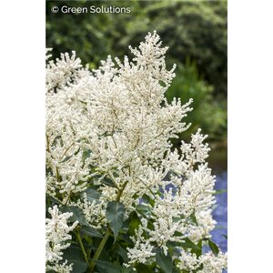 GOAT'S BEARD GOATEE 1G