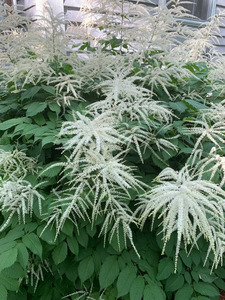 GOATS BEARD MISTY LACE 1G