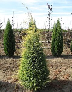 GOLD CONE JUNIPER 40CM