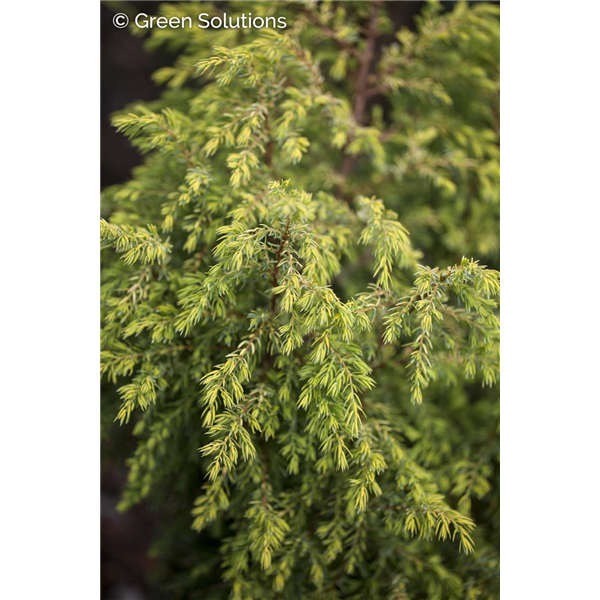 GOLD CONE JUNIPER 50CM 3G