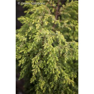 GOLD CONE JUNIPER 50CM 3G
