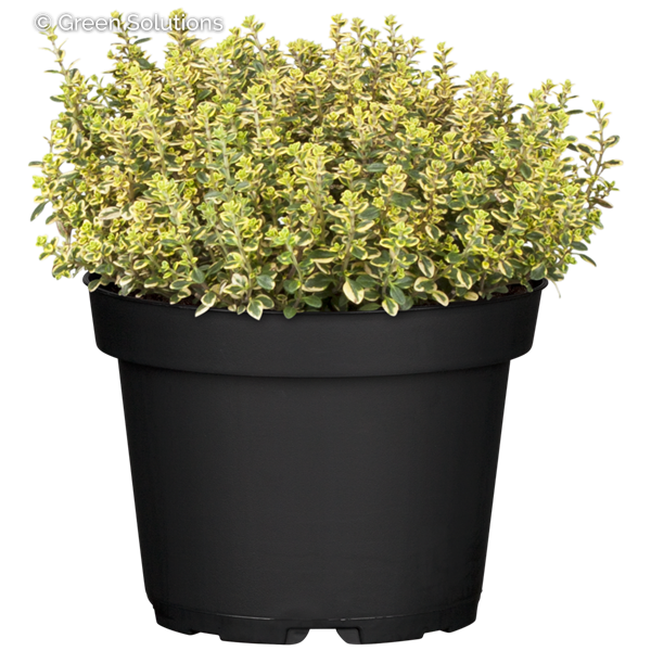 GOLD EDGE THYME 3IN