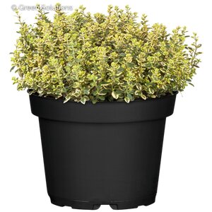 GOLD EDGE THYME 3IN