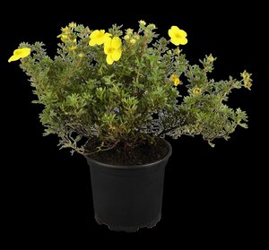GOLD FINGER POTENTILLA 40 CM - image 5