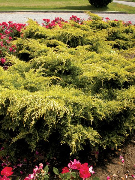 GOLD LACE JUNIPER 30 CM