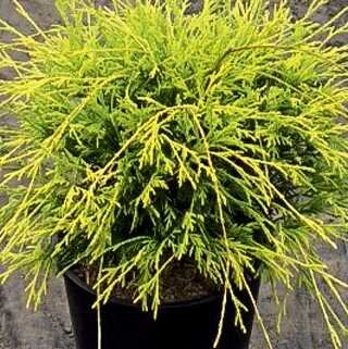 GOLD MOPS FALSE CYPRESS 20 CM