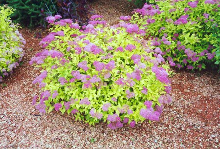 GOLD MOUND SPIREA 25CM