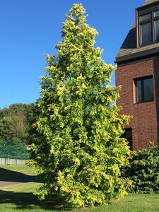 GOLD RUSH DOWN REDWOOD 300CM